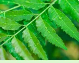 Shocking benefits of Neem leaves.