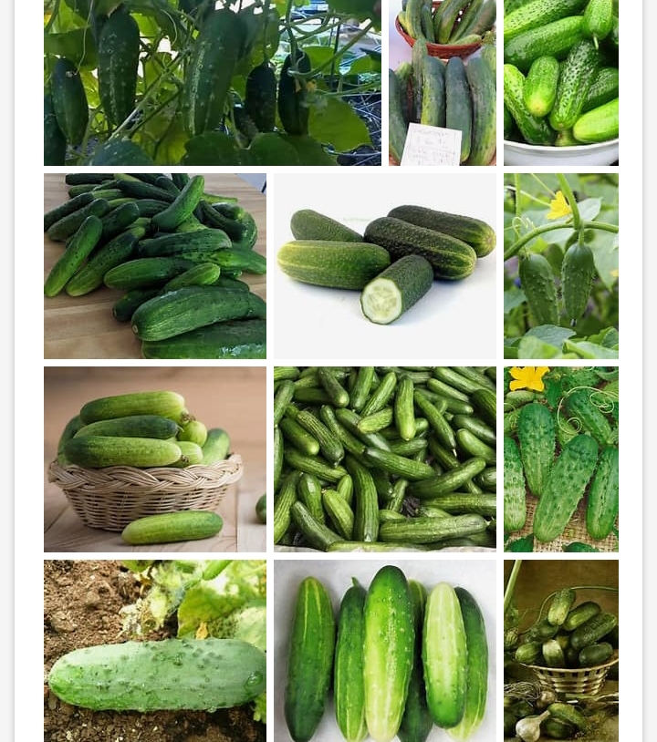 Fantabulous benefits of cucumber