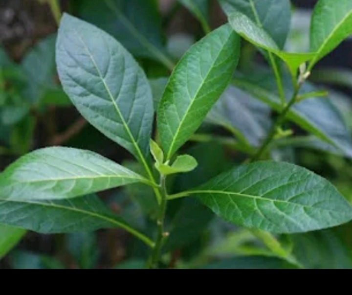 Bitter leaf