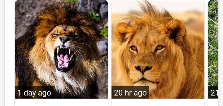 Lion kills