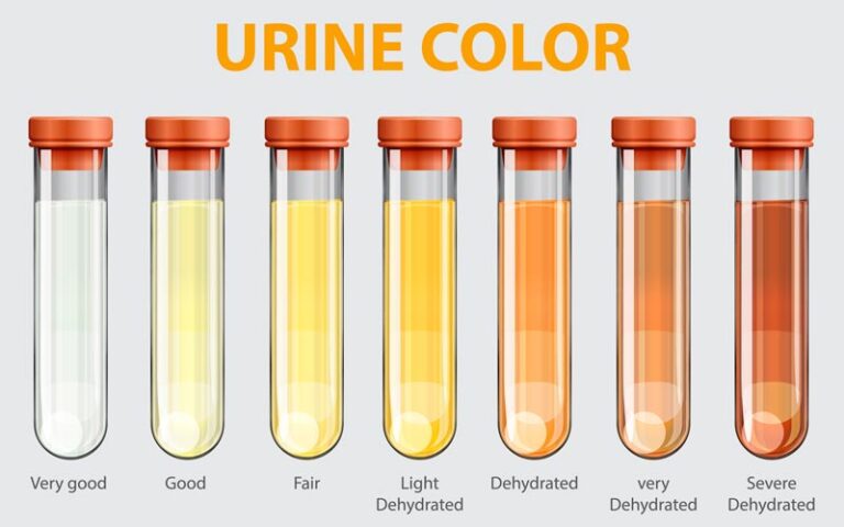 What Your Urine Colour Says About Your Health • Educational Healthy News