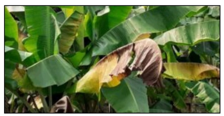 Banana leaf secrets