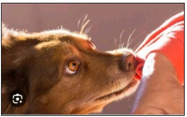 First Aid for Dog Bites